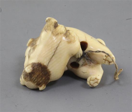 A Japanese ivory netsuke of two puppies, 19th century, l. 3.6cm